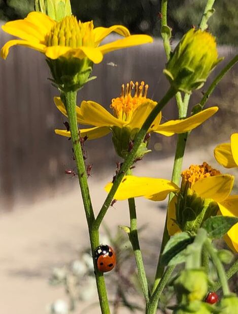 Ladybird Beetle heading to dinner of Aphids on Verbesina hastata, Santa Barbara Mesa Insectary Garden