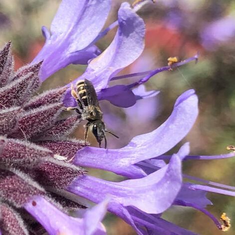 Bee visiting Salvia clevelandii 'Winnifred Gilman', Santa Barbara Mesa Insectary Garden
