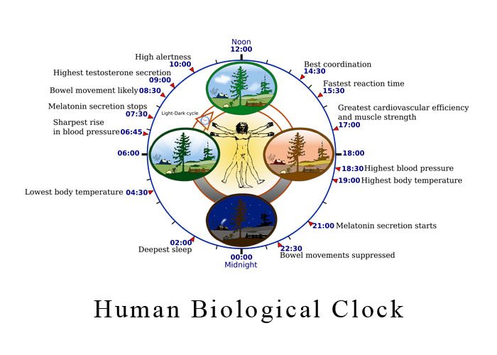 Human Biological Clock - Lighting for Autism