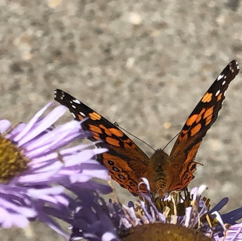 Checkerspot Butterfly on Erigeron glaucus 'Bountiful', Seaside Daisy, Santa Barbara Mesa Insectary Garden