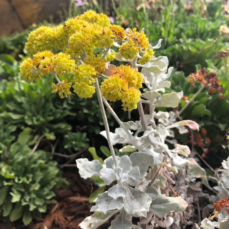 Eriogonum crocatum, Saffron Buckwheat, Santa Barbara Mesa Insectary Garden