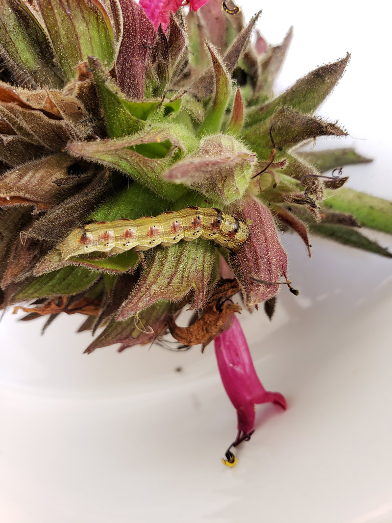 Chloridea virescens - Tobacco Budworm Moth on Salvia Spathacata