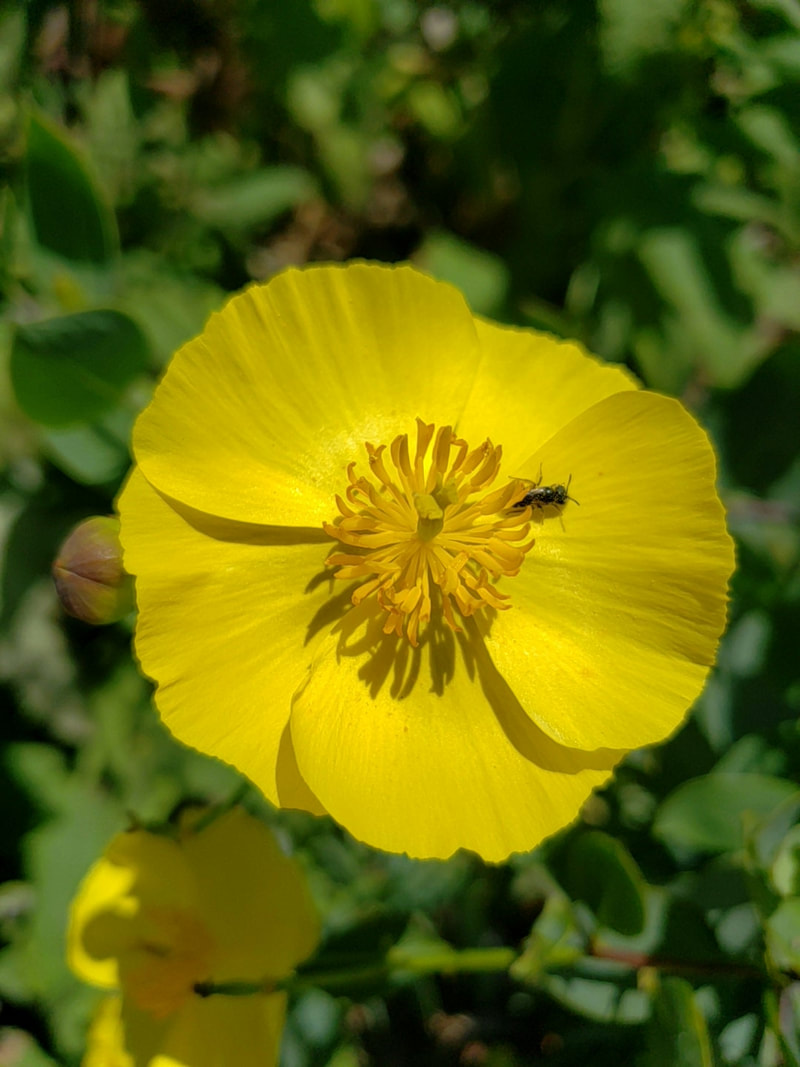 Tiny native Bee on Dendromecon harfordii, Island Bush Poppy.,  Santa Barbara Mesa Insectary Garden