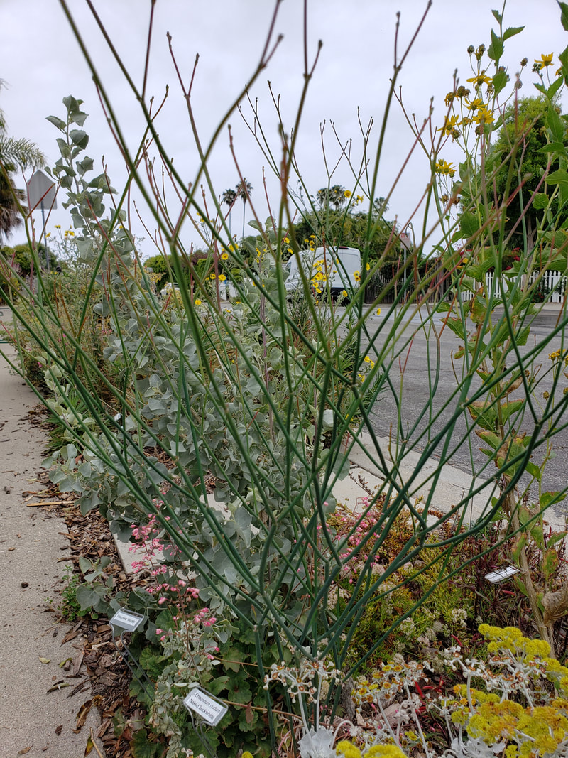 Eriogonum nudum, Naked Buckwheat -5-29-20 Santa Barbara Insectary