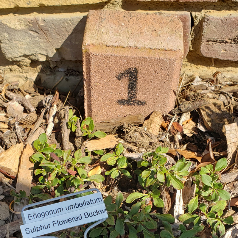 Insectary Garden Bed Markers