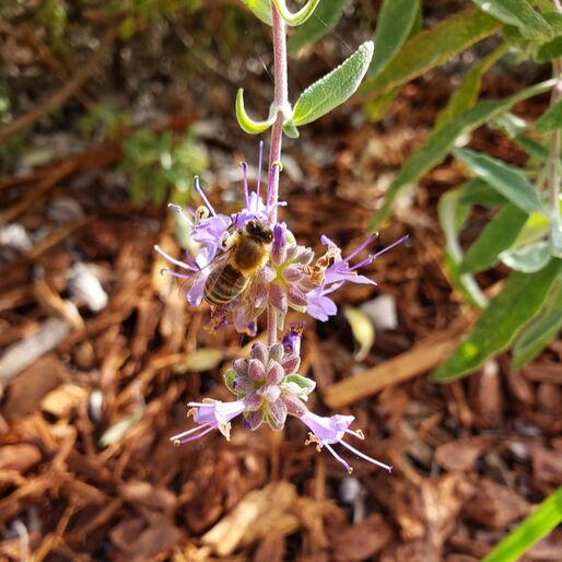 Bee visiting Salvia 'Bon Bon', (Salvia cleveladii 'Aromas' x leucophylla 'Point Sal'), Sana Barbara Mesa Insectary Garden