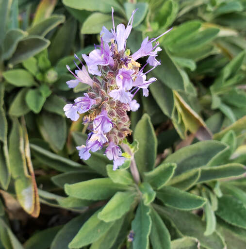 Salvia 'Dara's Choice', (Salvia mellifera x sonomensis), Santa Barbara Mesa Insectary
