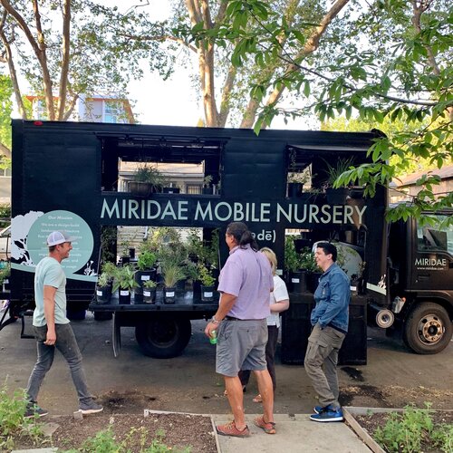 Miridae Mobile Nursery