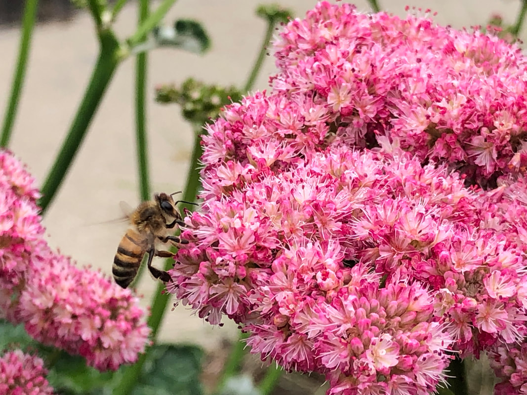 Honeybee visiting Eriogonum Grande rubescens, San Miguel Island Red Buckwheat, Santa Barbara Mesa Insectary Garden