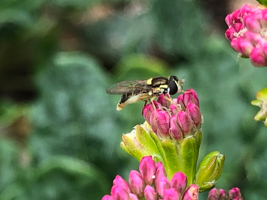 Eriogonum parvifolium with Bee, Santa Barbara Mesa Insectary Garden