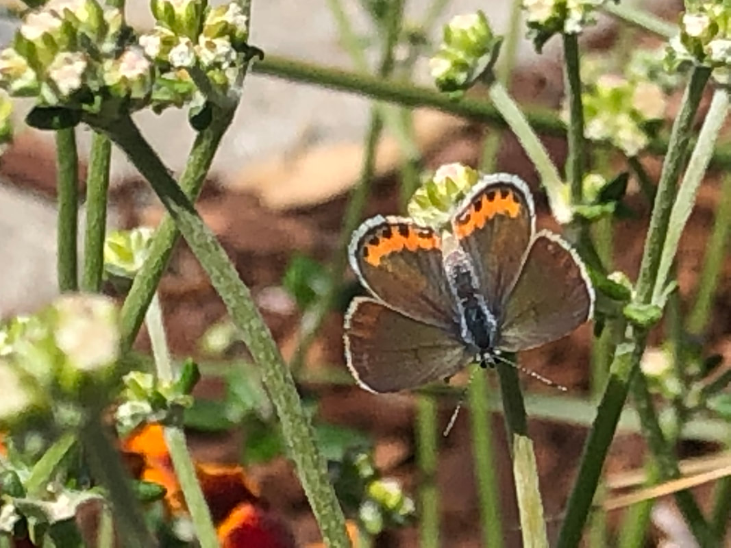 Erigonum parvifolium with Butterfly