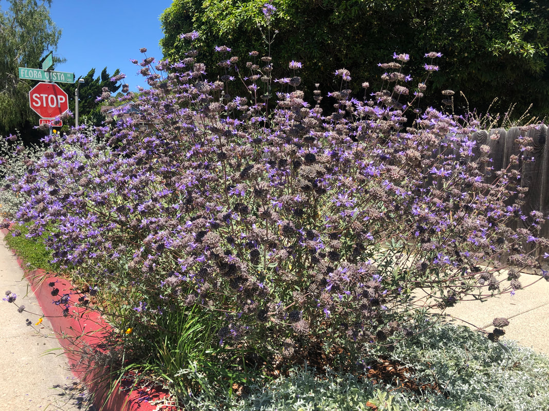 Salvia clevelandii 'Allen Chickering', Santa Barbara Mesa Insectary Garden
