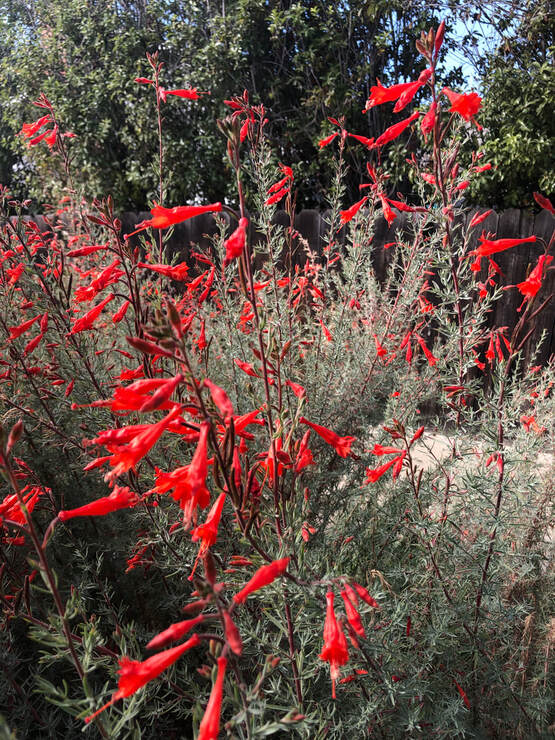 Epilobium canum ‘Catalina’, California Fuschia, Santa Barbra Mesa Insectary Garden