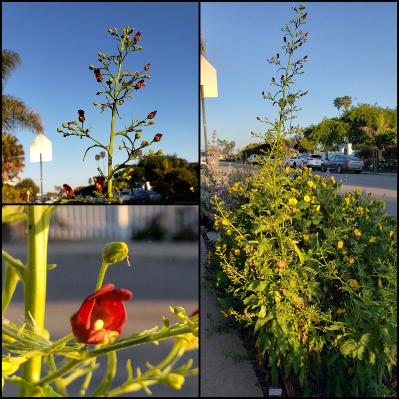 Scrophularia californica, CA Bee Plant, 04-18-21, planted Nov-2020